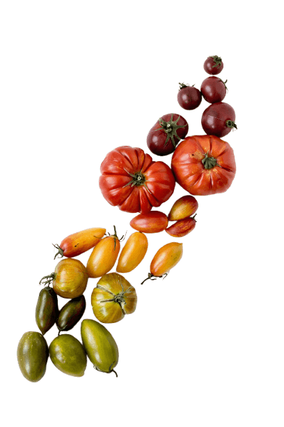 A variety of fresh tomatoes